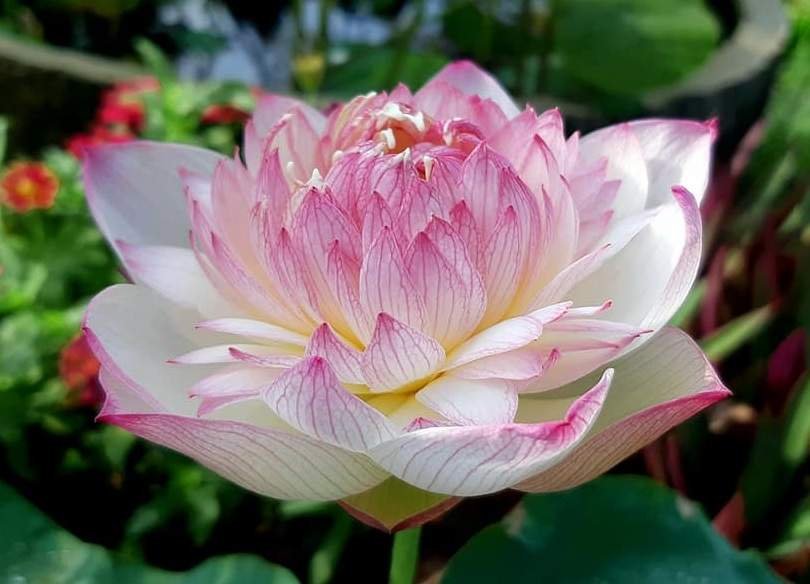 Buy Gorgeous Purple Lotus Tuber Online White Purple Lotus