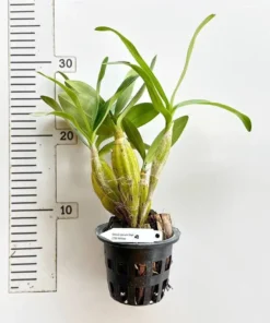 Alternative view of Dendrobium Chrysotoxum ( CTX YELLOW ) Blooming Size