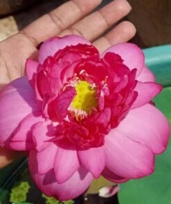 Alternative view of Linda Lotus Tuber