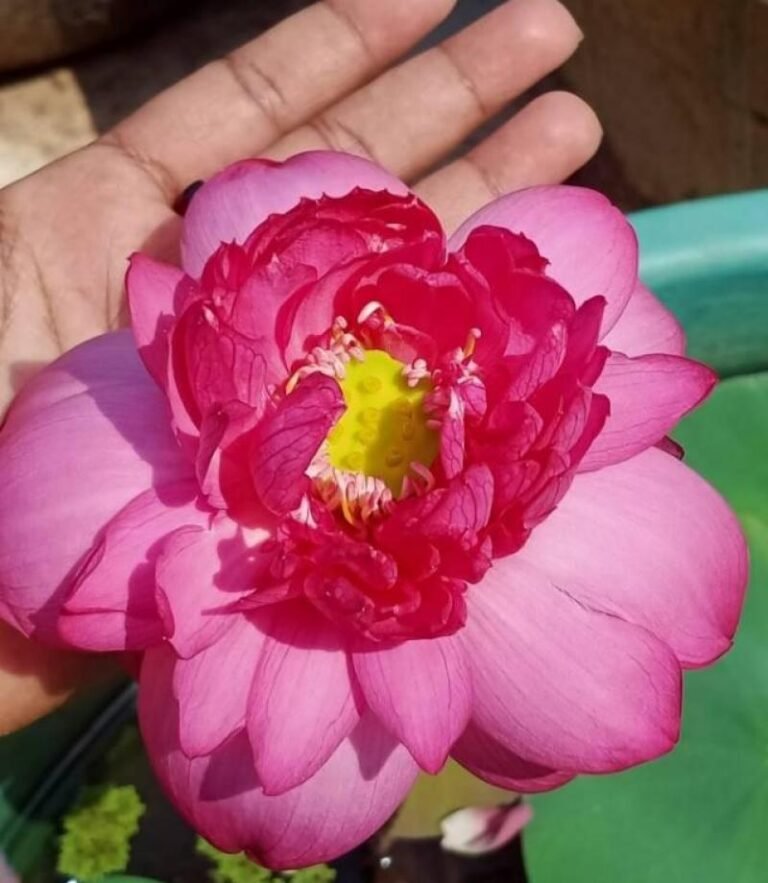 Buy Linda Lotus Tuber Online Deep Red lotus plant for sale