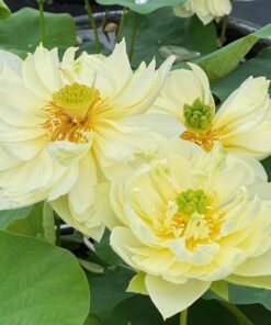 Yellow Peony Lotus Tuber