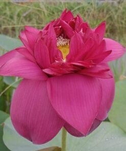 Si Thong Shaui Lotus Tuber