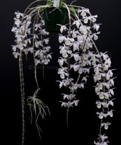 Blooming Size Dendrobium Hybrid Aphyllum - Mounted