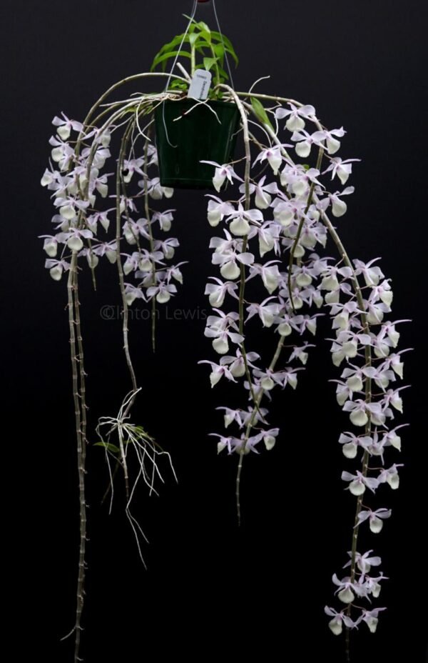 Buy Dendrobium Aphyllum Orchid Plant Online | Rare Dendrobium