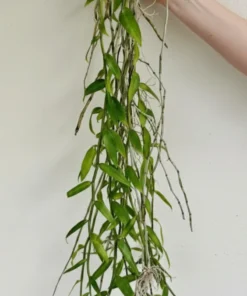 Alternative view of Blooming Size Dendrobium Hybrid Aphyllum - Mounted