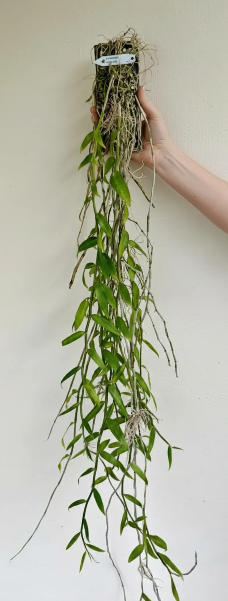 Blooming Size Dendrobium Hybrid Aphyllum - Mounted - Image 2