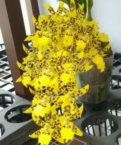 Oncidium Tzeng Wen Spots