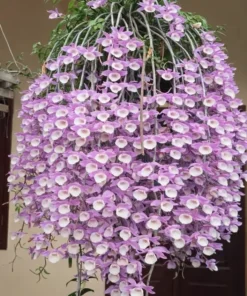 Blooming Size Dendrobium Hybrid Aphyllum - Mounted