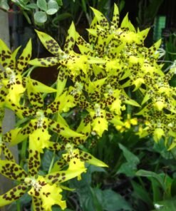 Alternative view of Oncidium Tzeng Wen Spots