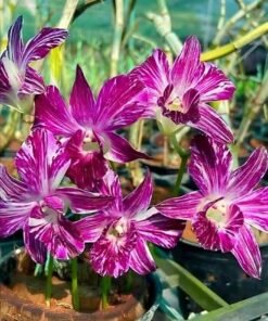 Dendrobium Ekapol Splash (Marble Splash) Blooming Size