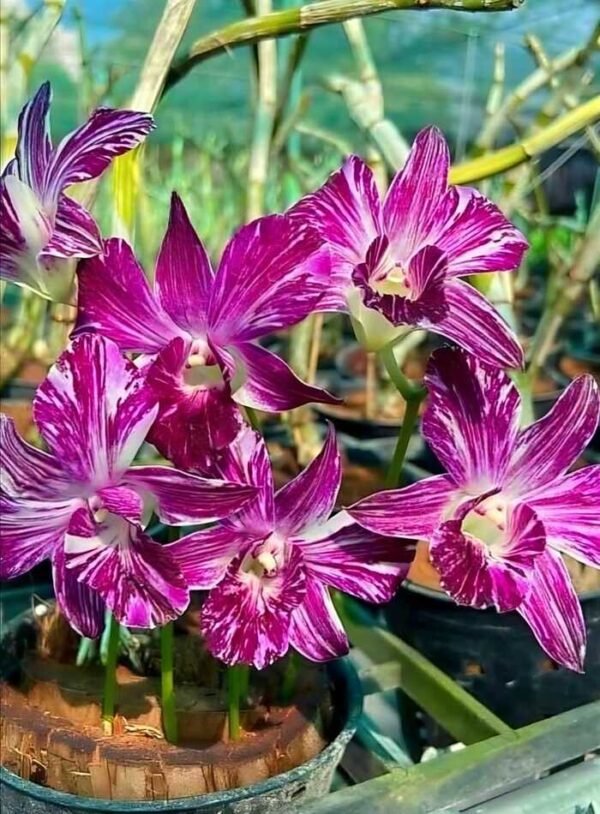 Ekapol Splash (Marble Splash) Dendrobium Blooming Size