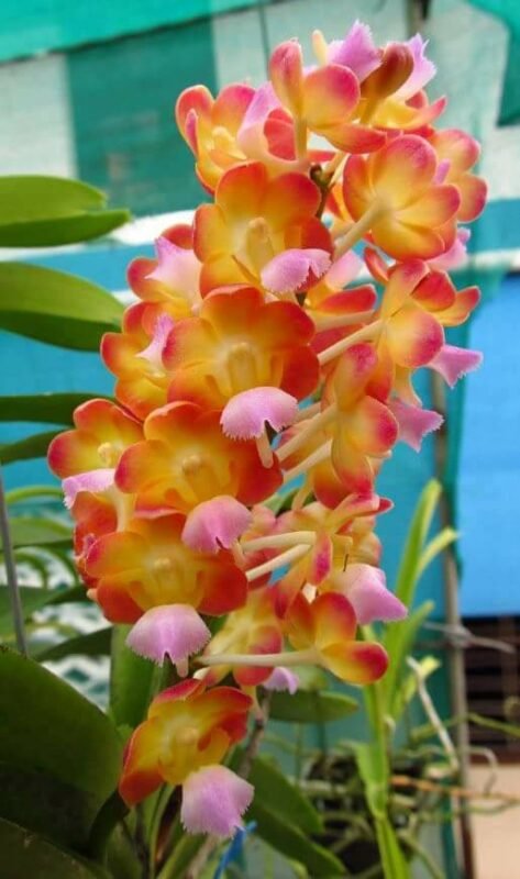 Buy vanda Rhynchorides Bangkok Sunset Orchid Plants Online