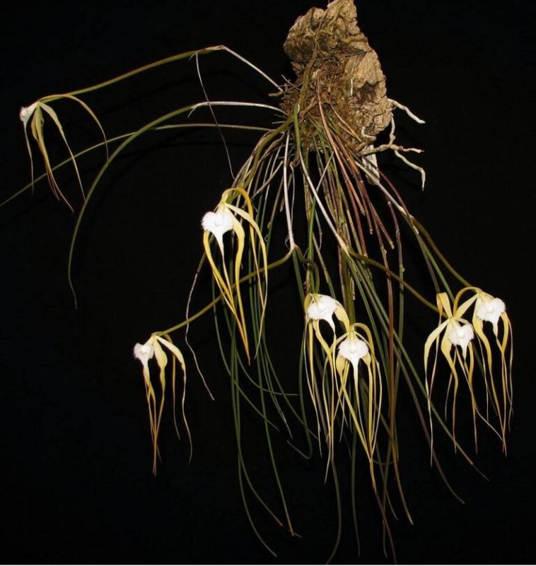 Buy Brassavola Cucullata Yellow Orchid Plant Online | Rare Exotic Species