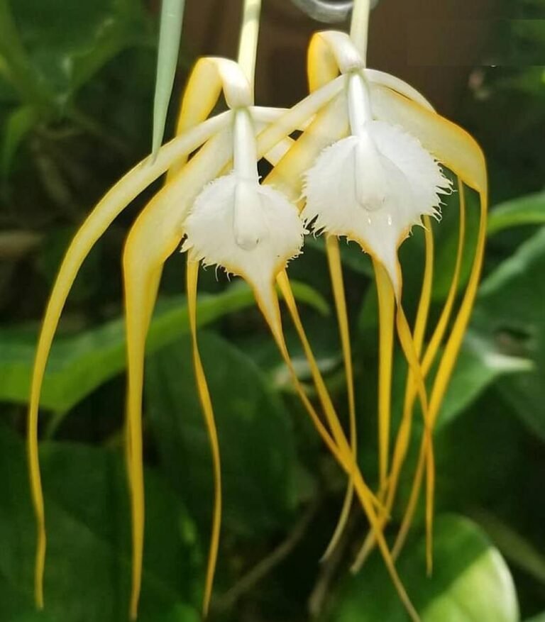 Buy Brassavola Cucullata Yellow Orchid Plant Online | Rare Exotic Species