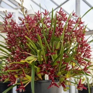 Maxillaria Tenuifolia - Coconut Orchid