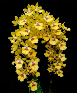Oncidium Hwuluduen Blooming Size