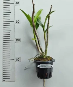 Alternative view of Dendrobium Ekapol Splash (Marble Splash) Blooming Size