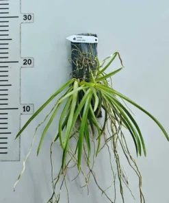 Alternative view of Ready to Flower Size Ascocentrum Curvifolium - Curv Red - Mounted