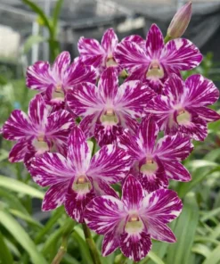Dendrobium Ekapol Splash (Marble Splash) Blooming Size