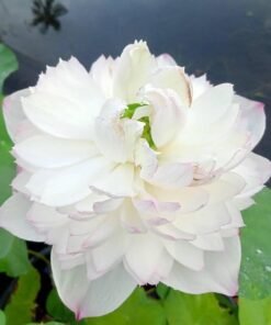 First Fall Micro Lotus Tuber