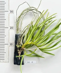 Alternative view of Ready to Flower Size Ascocentrum Curvifolium - Curv Red - Mounted
