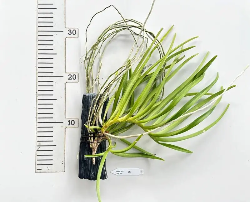 Ready to Flower Size Ascocentrum Curvifolium - Curv Red - Mounted - Image 2