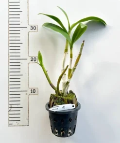 Alternative view of Dendrobium Ekapol Splash (Marble Splash) Blooming Size