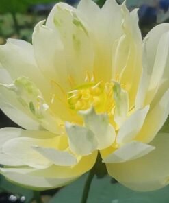 Little Green Micro Lotus Tuber