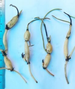 Alternative view of Pink Lady Lotus Tuber