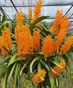 Ascocentrum Miniatum Orange Blooming Size