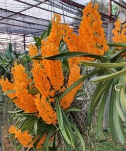Alternative view of Ascocentrum Miniatum Orange Blooming Size