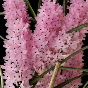 Ascocentrum Christensonianum Blooming Size