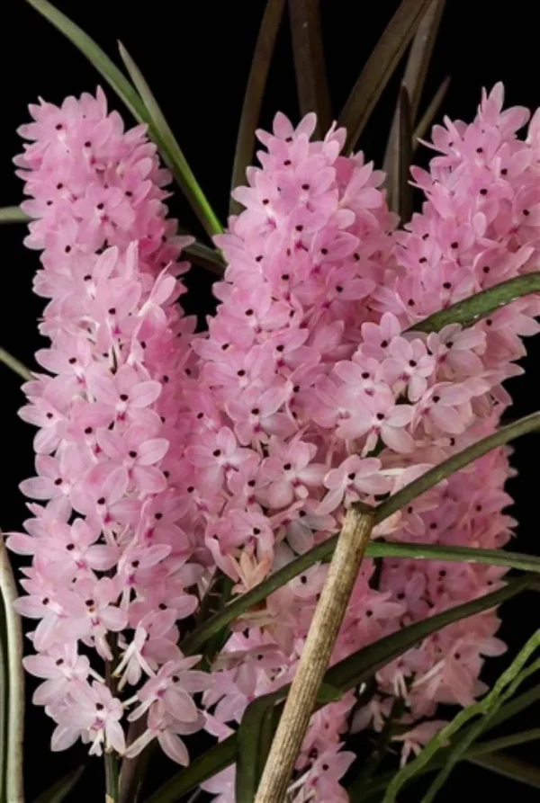 Ascocentrum Christensonianum Blooming Size