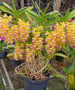 Vanda Aerides Houlletiana Blooming Size