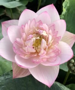 Buddha's Seat 13 Lotus Tuber