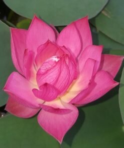 Pink Meadows (Micro Lotus) Tuber