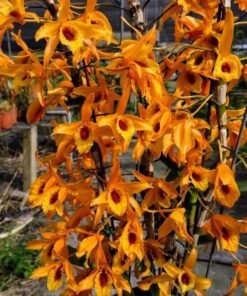 Blooming Size Dendrobium Chanthaboon Sunrise