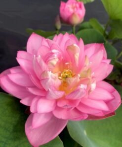 Dripping Dew Lotus Tuber (Dwarf to Medium)