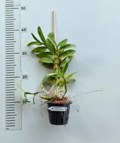 Alternative view of Blooming Size Dendrobium Chanthaboon Sunrise