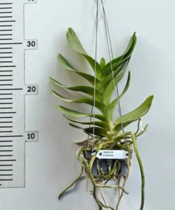 Alternative view of Vanda Aerides Houlletiana Blooming Size