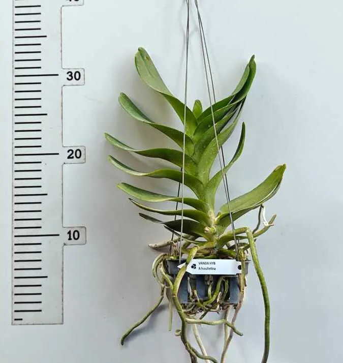 Vanda Aerides Houlletiana Blooming Size - Image 2