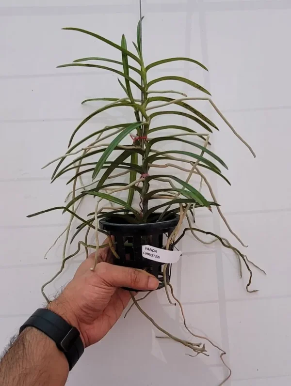 Ascocentrum Christensonianum Blooming Size - Image 3
