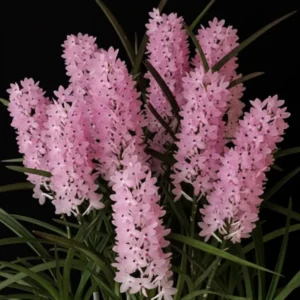 Ascocentrum Christensonianum Blooming Size