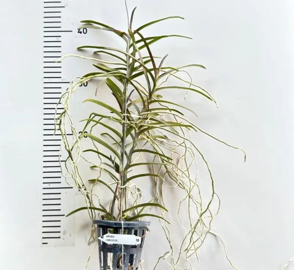 Ascocentrum Christensonianum Blooming Size - Image 2