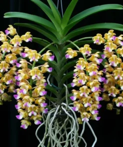 Vanda Aerides Houlletiana Blooming Size
