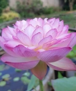 Fen Chong Thai Lotus Tuber