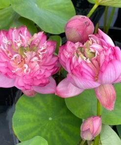 Mangala Patum (Bowl Lotus) Tuber
