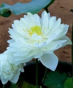 Peony Fairy Lotus Tuber