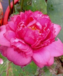 Supriya Red Lotus Tuber