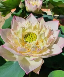 Irresistible​ Charm Lotus Tuber